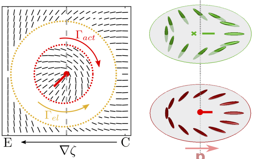 Activity gradients in two- and three-dimensional active nematics